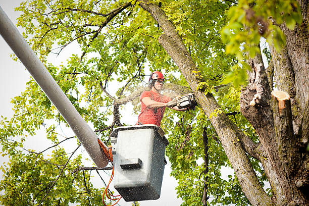 Professional Tree Care in Oak Park Heights, MN